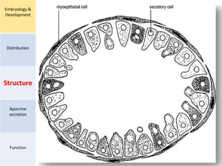 Embryology &
Development
Distribution
Structure
Apocrine
secretion
Function
 