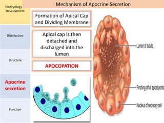 Embryology &
Development
Distribution
Structure
Apocrine
secretion
Function
Mechanism of Apocrine Secretion
Formation of Apical Cap
and Dividing Membrane
APOCOPATION
Apical cap is then
detached and
discharged into the
lumen
 
