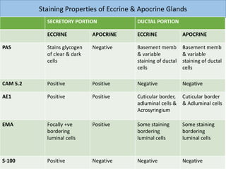 Staining Properties of Eccrine & Apocrine Glands
SECRETORY PORTION DUCTAL PORTION
ECCRINE APOCRINE ECCRINE APOCRINE
PAS Stains glycogen
of clear & dark
cells
Negative Basement memb
& variable
staining of ductal
cells
Basement memb
& variable
staining of ductal
cells
CAM 5.2 Positive Positive Negative Negative
AE1 Positive Positive Cuticular border,
adluminal cells &
Acrosyringium
Cuticular border
& Adluminal cells
EMA Focally +ve
bordering
luminal cells
Positive Some staining
bordering
luminal cells
Some staining
bordering
luminal cells
S-100 Positive Negative Negative Negative
 