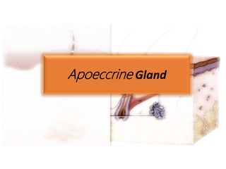 Apoeccrine Gland
 