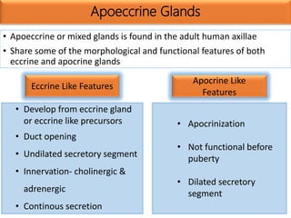Apoeccrine Glands
• Apoeccrine or mixed glands is found in the adult human axillae
• Share some of the morphological and functional features of both
eccrine and apocrine glands
• Develop from eccrine gland
or eccrine like precursors
• Duct opening
• Undilated secretory segment
• Innervation- cholinergic &
adrenergic
• Continous secretion
• Apocrinization
• Not functional before
puberty
• Dilated secretory
segment
Eccrine Like Features
Apocrine Like
Features
 