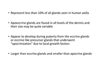 • Represent less than 10% of all glands seen in human axilla
• Apoeccrine glands are found in all levels of the dermis and
their size may be quite variable
• Appear to develop during puberty from the eccrine glands
or eccrine like precursor glands that underwent
“apocrinization” due to local growth factors
• Larger than eccrine glands and smaller than apocrine glands
 