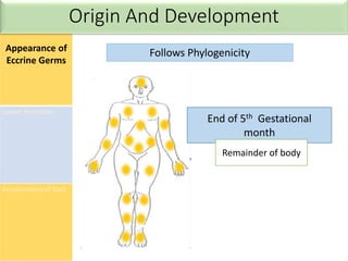 Appearance of
Eccrine Germs
Lumen Formation
Keratinization of Duct
Follows Phylogenicity
End of 5th Gestational
month
Remainder of body
Origin And Development
 