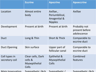 Eccrine Apocrine Apoeccrine
Location Almost entire
body
Axillae ,
Periumbilical,
Anogenital &
Nipples
Axillae
Development Present at birth Present at birth Probably not
present before
adolescence
Duct Long & Thin Short & Thick Comparable to
eccrine duct
Duct Opening Skin surface Upper part of
follicular canal
Comparable to
eccrine duct
Cell types in
secretory coil
Clear cells, Dark
cells &
Myoepithelial
Cells
Epithelial &
Myoepithelial
Cells
Combined
features
 