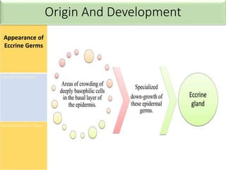 Appearance of
Eccrine Germs
Lumen Formation
Keratinization of Duct
Origin And Development
 