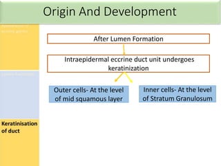 After Lumen Formation
Intraepidermal eccrine duct unit undergoes
keratinization
Outer cells- At the level
of mid squamous layer
Inner cells- At the level
of Stratum Granulosum
 