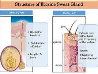 Structure of Eccrine Sweat Gland
• One half of
basal coil
• Coil diameter
: 60-80 µm
• Length : 2-
5mm
Secretary Part
Extends from
half of basal
coil to opening
at the surface
2 parts:
Intradermal
Intraepidermal
Ductal Part
 