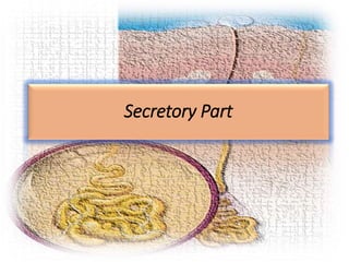 Secretory Part
 