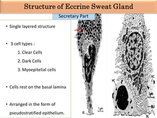 • Single layered structure
• 3 cell types :
1. Clear Cells
2. Dark Cells
3. Myoepitelial cells
• Cells rest on the basal lamina
• Arranged in the form of
pseudostratified epithelium.
Secretary Part
 