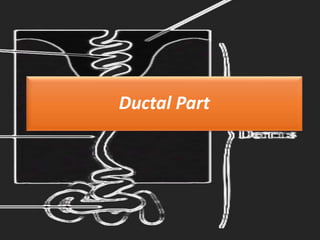 Ductal Part
 