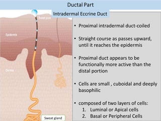 • Proximal intradermal duct-coiled
• Straight course as passes upward,
until it reaches the epidermis
• Proximal duct appears to be
functionally more active than the
distal portion
• Cells are small , cuboidal and deeply
basophilic
• composed of two layers of cells:
1. Luminal or Apical cells
2. Basal or Peripheral Cells
Intradermal Eccrine Duct
Sweat gland
 
