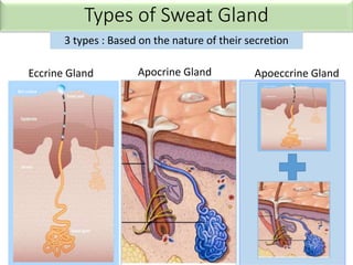 Types of Sweat Gland
3 types : Based on the nature of their secretion
Eccrine Gland Apocrine Gland Apoeccrine Gland
 