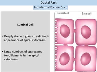 Luminal Cell
• Deeply stained, glassy (hyalinized)
appearance of apical cytoplasm
• Large numbers of aggregated
tonofilaments in the apical
cytoplasm.
 