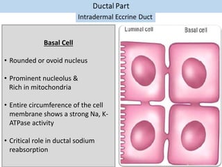 Basal Cell
• Rounded or ovoid nucleus
• Prominent nucleolus &
Rich in mitochondria
• Entire circumference of the cell
membrane shows a strong Na, K-
ATPase activity
• Critical role in ductal sodium
reabsorption
 