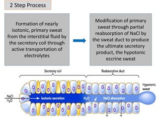 2 Step Process
Formation of nearly
isotonic, primary sweat
from the interstitial fluid by
the secretory coil through
active transportation of
electrolytes
Modification of primary
sweat through partial
reabsorption of NaCl by
the sweat duct to produce
the ultimate secretory
product, the hypotonic
eccrine sweat
 