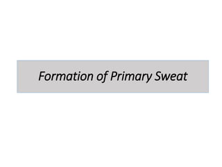 Formation of Primary Sweat
 