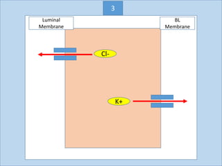 Cl-
K+
Luminal
Membrane
BL
Membrane
3
 