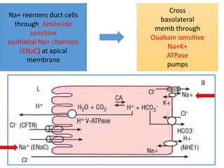 Na+ reenters duct cells
through Amiloride
sensitive
epithelial Na+ channels
(ENaC) at apical
membrane
Cross
basolateral
memb through
Ouabain sensitive
Na+K+
ATPase
pumps
 