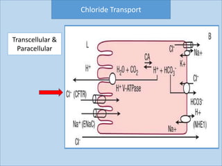 Chloride Transport
Transcellular &
Paracellular
 