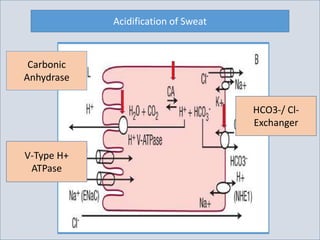 Acidification of Sweat
Carbonic
Anhydrase
HCO3-/ Cl-
Exchanger
V-Type H+
ATPase
 