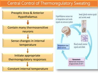 Central Control of Thermoregulatory Sweating
Preoptic Area & Anterior
Hypothalamus
Contain many thermosensitive
neurons
Sense changes in internal
temperature
Initiate appropriate
thermoregulatory responses
Constant internal temperature
 