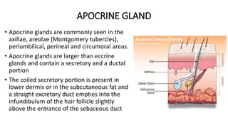 DISORDERS OF SWEAT GLANDS | PPTX