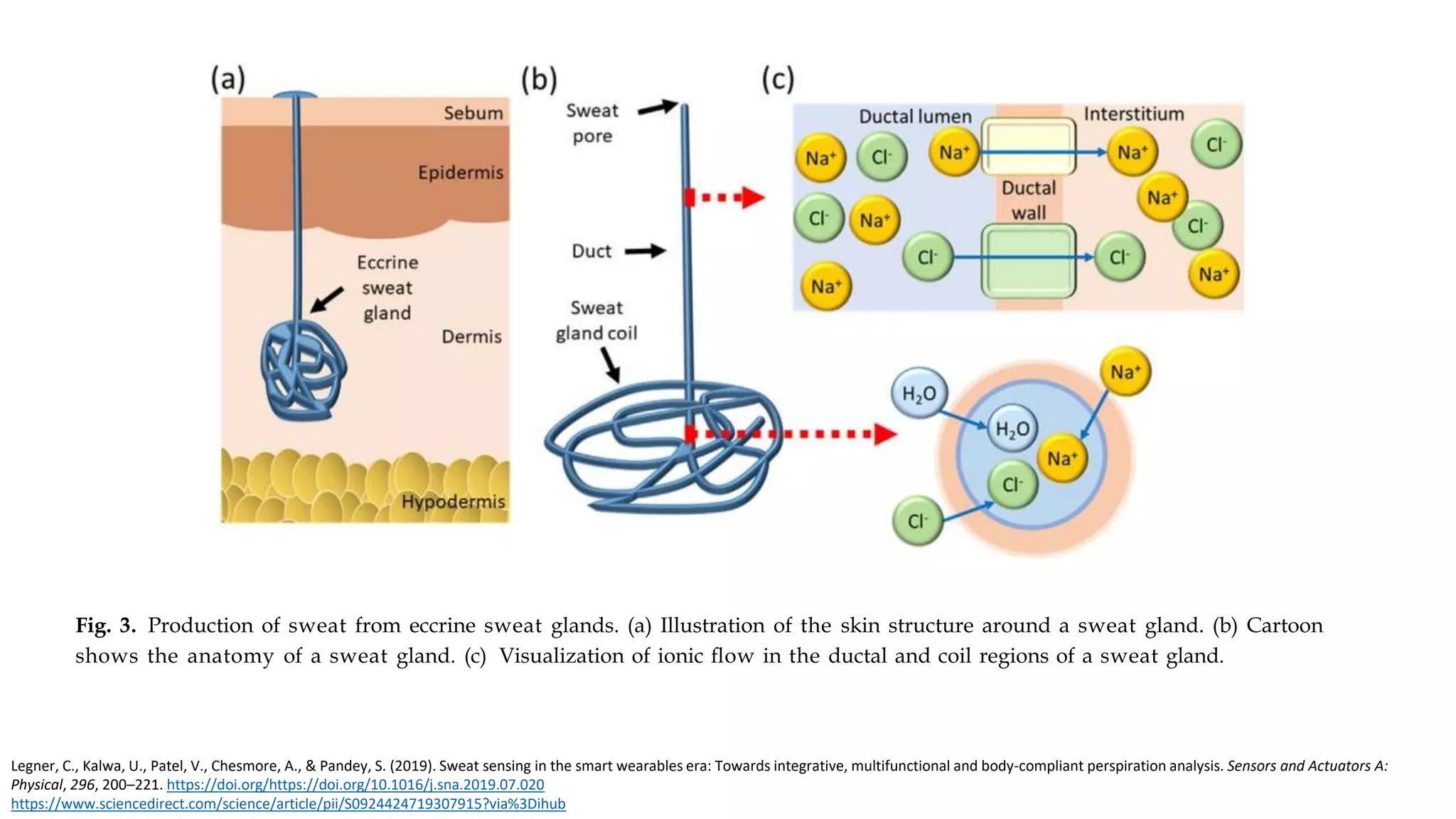 Legner, C., Kalwa, U., Patel, V., Chesmore, A., & Pandey, S. (2019). Sweat sensing in the smart wearables era: Towards integrative, multifunctional and body-compliant perspiration analysis. Sensors and Actuators A:
Physical, 296, 200–221. https://doi.org/https://doi.org/10.1016/j.sna.2019.07.020
https://www.sciencedirect.com/science/article/pii/S0924424719307915?via%3Dihub
Fig. 3. Production of sweat from eccrine sweat glands. (a) Illustration of the skin structure around a sweat gland. (b) Cartoon
shows the anatomy of a sweat gland. (c) Visualization of ionic ﬂow in the ductal and coil regions of a sweat gland.
 