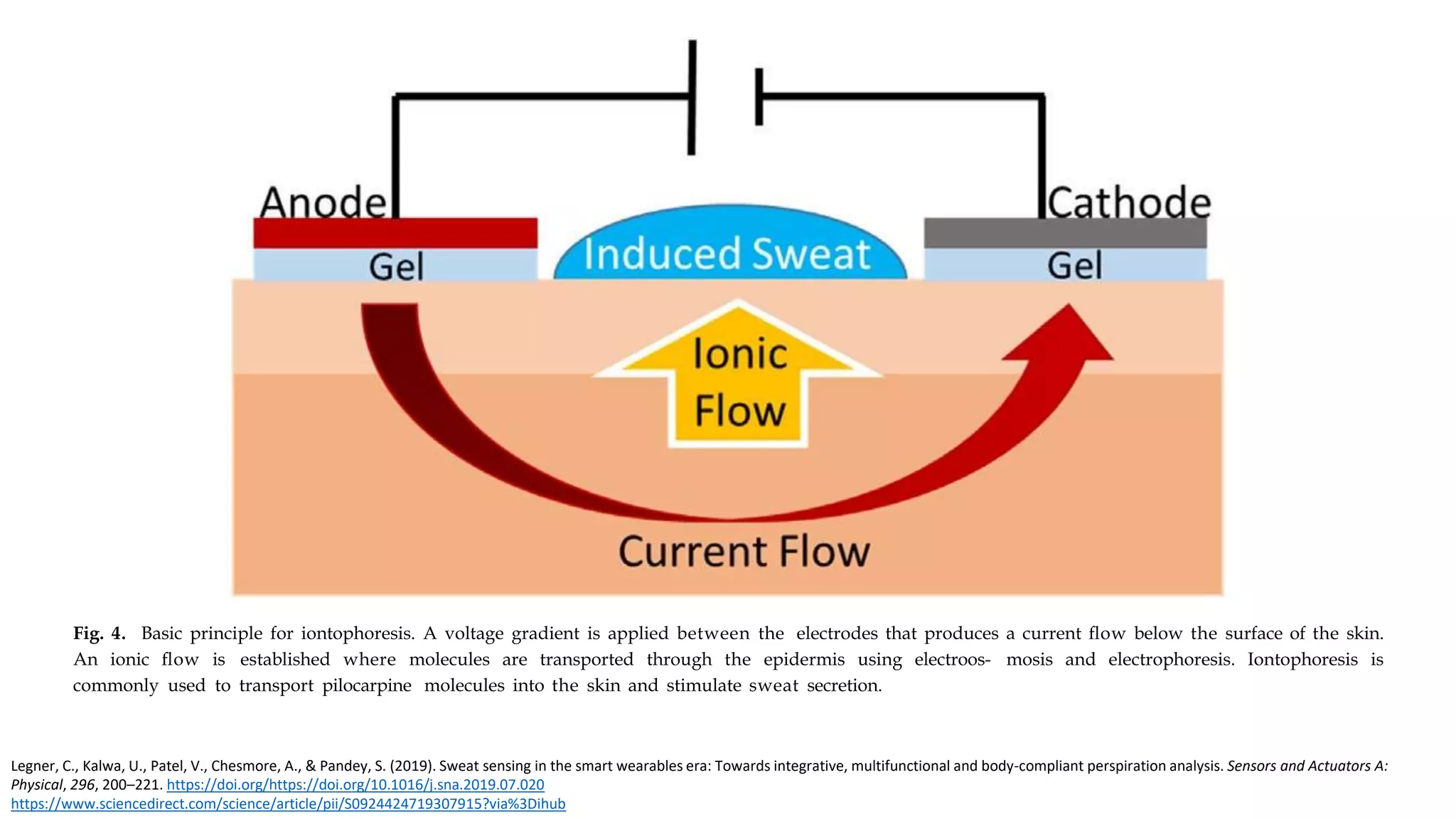 Fig. 4. Basic principle for iontophoresis. A voltage gradient is applied between the electrodes that produces a current ﬂow below the surface of the skin.
An ionic ﬂow is established where molecules are transported through the epidermis using electroos- mosis and electrophoresis. Iontophoresis is
commonly used to transport pilocarpine molecules into the skin and stimulate sweat secretion.
Legner, C., Kalwa, U., Patel, V., Chesmore, A., & Pandey, S. (2019). Sweat sensing in the smart wearables era: Towards integrative, multifunctional and body-compliant perspiration analysis. Sensors and Actuators A:
Physical, 296, 200–221. https://doi.org/https://doi.org/10.1016/j.sna.2019.07.020
https://www.sciencedirect.com/science/article/pii/S0924424719307915?via%3Dihub
 
