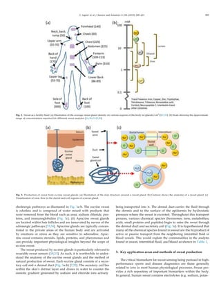 C. Legner et al. / Sensors and Actuators A 296 (2019) 200–221 203
Fig. 2. Sweat as a bodily ﬂuid. (a) Illustration of the average sweat gland density on various regions of the body in (glands/cm2
) [47,52]. (b) Scale showing the approximate
range of concentrations reported for different sweat analytes [16,38,41,42,50].
Fig. 3. Production of sweat from eccrine sweat glands. (a) Illustration of the skin structure around a sweat gland. (b) Cartoon shows the anatomy of a sweat gland. (c)
Visualization of ionic ﬂow in the ductal and coil regions of a sweat gland.
cholinergic pathways as illustrated in Fig. 3a-b. The eccrine sweat
is odorless and is composed of water mixed with products that
were removed from the blood such as urea, sodium chloride, pro-
teins, and immunoglobulins (Fig. 3c). (ii) Apocrine sweat glands
are located within hair follicles and are innervated by nerves of the
adrenergic pathways [53,54]. Apocrine glands are typically concen-
trated in the private areas of the human body and are activated
by emotions or stress as they are sensitive to adrenaline. Apoc-
rine sweat contains steroids, lipids, proteins, and pheromones and
can provide important physiological insights beyond the scope of
eccrine sweat.
The sweat produced by eccrine glands is particularly relevant to
wearable sweat sensors [18,53]. As such, it is worthwhile to under-
stand the anatomy of the eccrine sweat glands and the method of
natural production of sweat. Each eccrine gland consists of a secre-
tory coil and a dermal duct (Fig. 3a-b) [7,55]. The secretory coil lies
within the skin’s dermal layer and draws in water to counter the
osmotic gradient generated by sodium and chloride ions actively
being transported into it. The dermal duct carries the ﬂuid through
the dermis and to the surface of the epidermis by hydrostatic
pressure where the sweat is excreted. Throughout this transport
process, various chemical species (hormones, ions, metabolites,
acids, small proteins and peptides) begin to enter the sweat through
the dermal duct and secretory coil (Fig. 3c). It is hypothesized that
many of the chemical species found in sweat are the byproduct of
active or passive transport from the neighboring interstitial ﬂuid or
blood vessels. This would explain the commonalities in the analytes
found in sweat, interstitial ﬂuid, and blood as shown in Table 1.
3. Key application areas and methods of sweat production
The critical biomarkers for sweat sensing being pursued in high-
performance sports and disease diagnostics are those generally
related to ions in most human physiological processes. Sweat pro-
vides a rich repository of important biomarkers within the body.
In general, human sweat contains electrolytes (e.g. sodium, potas-
 