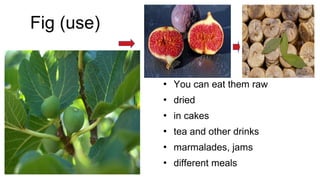 Fig (use)
 You can eat them raw
 dried
 in cakes
 tea and other drinks
 marmalades, jams
 different meals
 