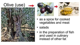 Olive (use)
 as a spice for cooked
vegetables and meat
 salads
 in the preparation of fish
and used in culinary
instead of other fat
 