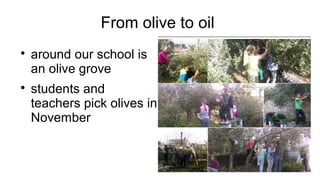 From olive to oil

around our school is
an olive grove

students and
teachers pick olives in
November
 