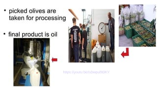 
picked olives are
taken for processing

final product is oil
https://youtu.be/Ixbwpul9DKY
 