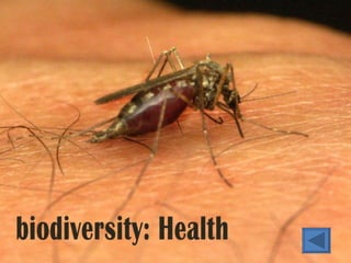 Falta foto mosquito Biodiversity: Health 