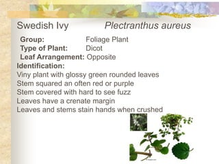 Swedish Ivy		Plectranthusaureus Group:		Foliage Plant Type of Plant:	Dicot Leaf Arrangement: Opposite Identification: Vinyplant with glossy green rounded leaves Stem squared an often red or purple Stem covered with hard to see fuzz Leaves have a crenate margin Leaves and stems stain hands when crushed 