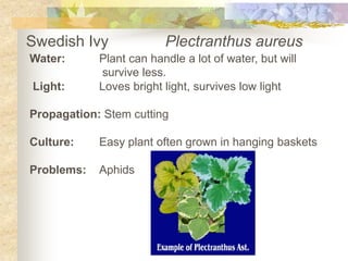 Swedish Ivy		PlectranthusaureusWater:	Plant can handle a lot of water, but will		 survive less. Light:Loves bright light, survives low lightPropagation: Stem cutting Culture:	Easy plant often grown in hanging baskets Problems: 	Aphids