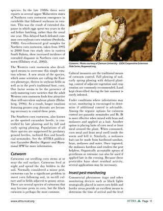 Sweet Corn: Organic Production | PDF