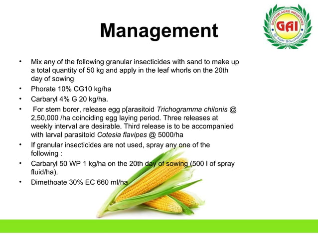 Sweet corn package of practices | PPT