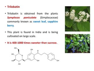 • Trilobatin
• Trilobatin is obtained from the plants
Symplocos paniculata (Simplocaceae)
commonly known as sweet leaf, sapphire
berry.
• This plant is found in India and is being
cultivated on large scale.
• It is 400-1000 times sweeter than sucrose.
 