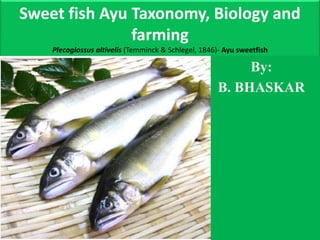 Sweet fish Ayu Taxonomy, Biology and
farming
Plecoglossus altivelis (Temminck & Schlegel, 1846)- Ayu sweetfish
By:
B. BHASKAR
 