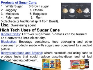Products of Sugar Cane:
1. White Sugar 6.Brown sugar
2. Jaggery 7. Ethanol
3. Molasses 8. Baggasse
4. Falernum 9. Rum
5.Cachaca (a traditional spirit from Brazil),
Use: Sweetening agent.
High Tech Uses of Sugar Cane
Bioelectricity: Leftover sugarcane biomass can be burned
and converted into electricity.
Bioplastics: Beverage containers, food packaging and other
consumer products made with sugarcane compared to standard
plastic.
Biohydrocarbons and Beyond: where scientists are using cane to
produce fuels that could replace gasoline,diesel and jet fuel
without needing petroleum.
 
