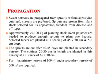 PROPAGATION
 Sweet potatoes are propagated from sprouts or from slips (vine
cuttings); sprouts are preferred. Sprouts are grown from plant
stock selected for its appearance, freedom from disease and
off-types.
 Approximately 75-100 kg of planting stock sweet potatoes are
needed to produce enough sprouts to plant one hectare.
Selected tubers are planted at a spacing of 45 x 30 cm & 5-6
cm deep.
 The sprouts are cut after 40-45 days and planted in secondary
nursery. The cuttings 20-30 cm in length are planted in this
nursery at a distance of 60 x 30 cm.
 For 1 ha, primary nursery of 100m² and a secondary nursery of
500 m² are required.
 