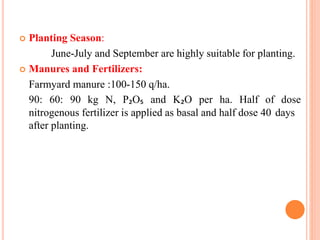  Planting Season:
June-July and September are highly suitable for planting.
 Manures and Fertilizers:
Farmyard manure :100-150 q/ha.
90: 60: 90 kg N, P₂O₅ and K₂O per ha. Half of dose
nitrogenous fertilizer is applied as basal and half dose 40 days
after planting.
 