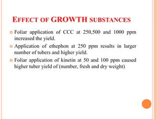 EFFECT OF GROWTH SUBSTANCES
 Foliar application of CCC at 250,500 and 1000 ppm
increased the yield.
 Application of ethephon at 250 ppm results in larger
number of tubers and higher yield.
 Foliar application of kinetin at 50 and 100 ppm caused
higher tuber yield of (number, fresh and dry weight)
 