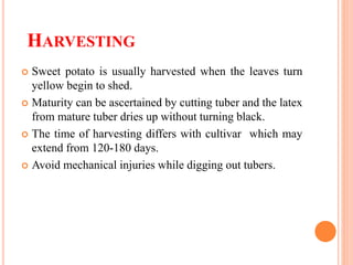 HARVESTING
 Sweet potato is usually harvested when the leaves turn
yellow begin to shed.
 Maturity can be ascertained by cutting tuber and the latex
from mature tuber dries up without turning black.
 The time of harvesting differs with cultivar which may
extend from 120-180 days.
 Avoid mechanical injuries while digging out tubers.
 
