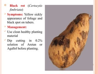  Black rot (Certocytis
fimbriata)
 Symptoms: Yellow sickly
appearance of foliage and
black spot on tubers.
 Management:
 Use clean healthy planting
material
 Dip cutting in 0.2%
solution of Aretan or
Agallol before planting.
 