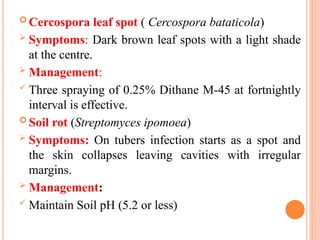  Cercospora leaf spot ( Cercospora bataticola)
 Symptoms: Dark brown leaf spots with a light shade
at the centre.
 Management:
 Three spraying of 0.25% Dithane M-45 at fortnightly
interval is effective.
 Soil rot (Streptomyces ipomoea)
 Symptoms: On tubers infection starts as a spot and
the skin collapses leaving cavities with irregular
margins.
 Management:
 Maintain Soil pH (5.2 or less)
 