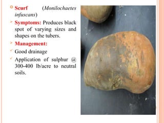  Scurf (Monilochaetes
infuscans)
 Symptoms: Produces black
spot of varying sizes and
shapes on the tubers.
 Management:
 Good drainage
 Application of sulphur @
300-400 lb/acre to neutral
soils.
 