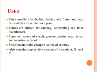 USES
 Eaten usually after boiling, baking and frying and may
be candied with or used as a puree.
 Tubers are utilized for canning, dehydrating and flour
manufacture.
 Important source of starch, glucose, pectin, sugar syrup
and industrial alcohol.
 Sweet potato is the cheapest source of calories.
 Also contains appreciable amount of vitamin A, B, and
C.
 