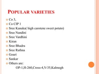 POPULAR VARIETIES
 Co 3,
 Co CIP 1
 Sree Kanaka( high carotene sweet potato)
 Sree Nandini
 Sree Vardhini
 Kiran
 Sree Bhadra
 Sree Rathna
 Gouri
 Sankar
 Others are:
OP-1,H-260,Cross-4,V-35,Kalmegh
 